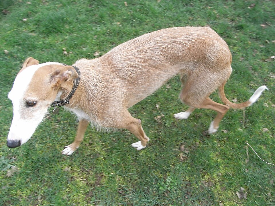 Lévrier espagnol — photo de la race de chien originaire de Espagne (6)