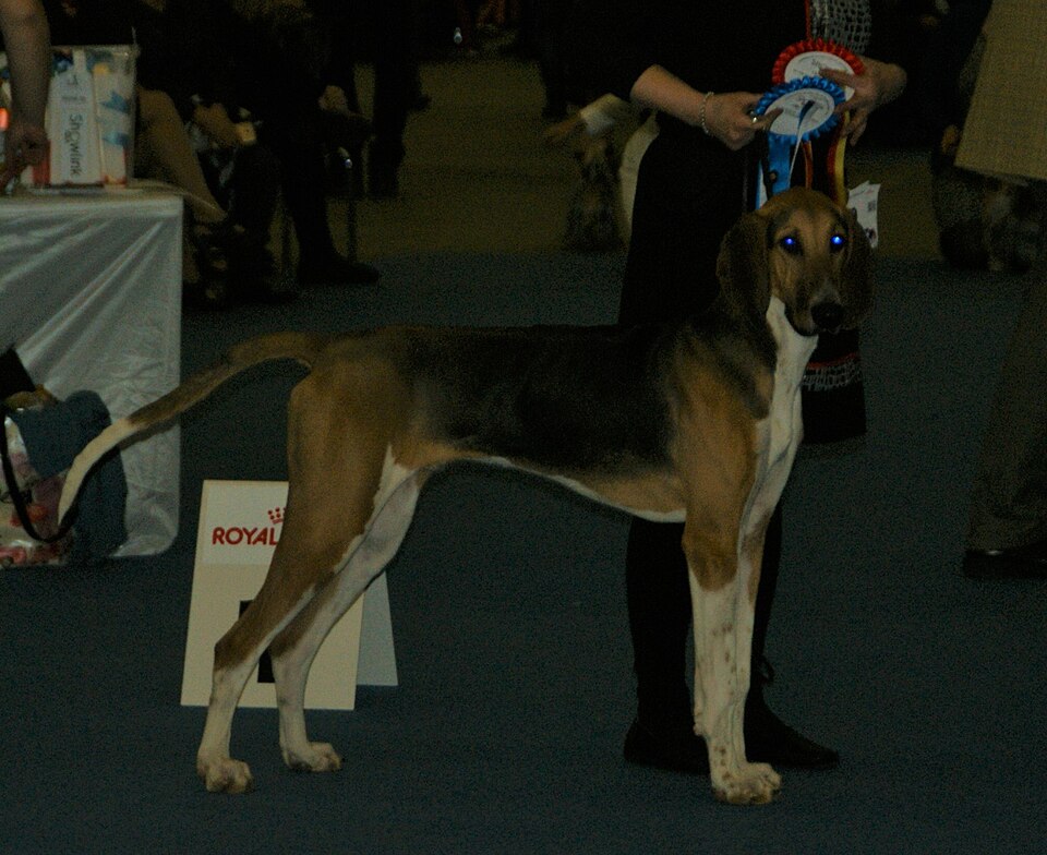 Poitevin — photo de la race de chien originaire de France (3)