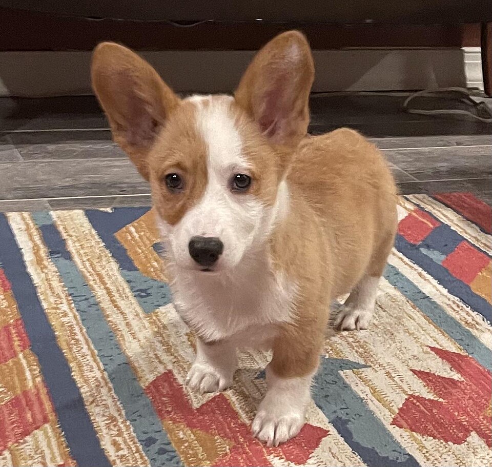 Welsh Corgi — photo de la race de chien originaire de Royaume-Uni (6)