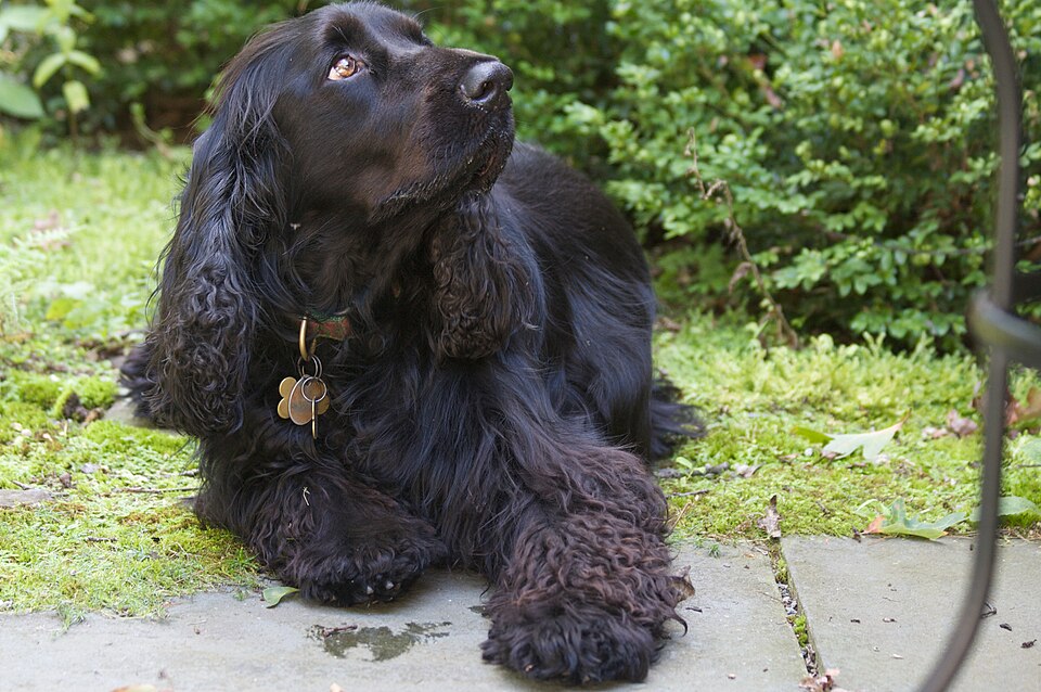 Field Spaniel — photo de la race de chien originaire de Angleterre (3)