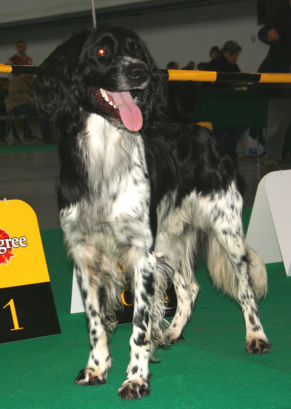 Grand épagneul de Münster — photo de la race de chien originaire de Allemagne (1)