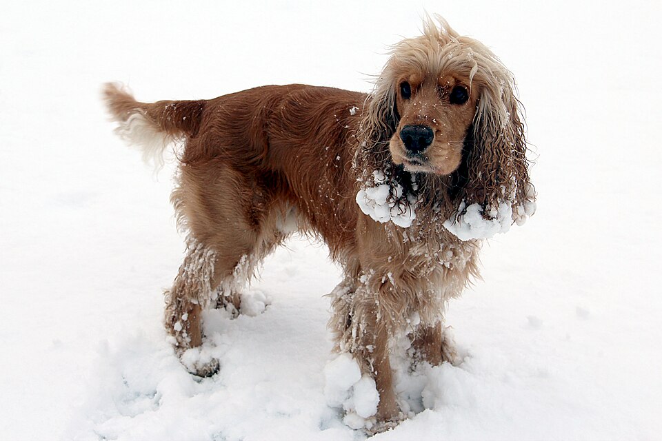 Cocker anglais — photo de la race de chien originaire de Angleterre (5)