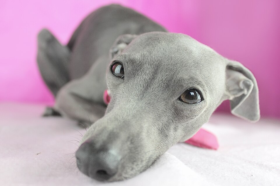 Petit Lévrier italien — photo de la race de chien originaire de Italie (3)