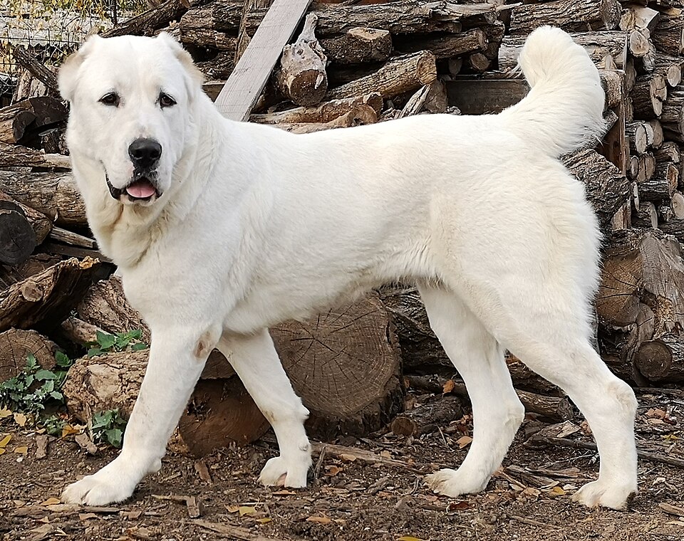 Berger d’Asie centrale — photo de la race de chien originaire de Asie centrale soviétique (2)