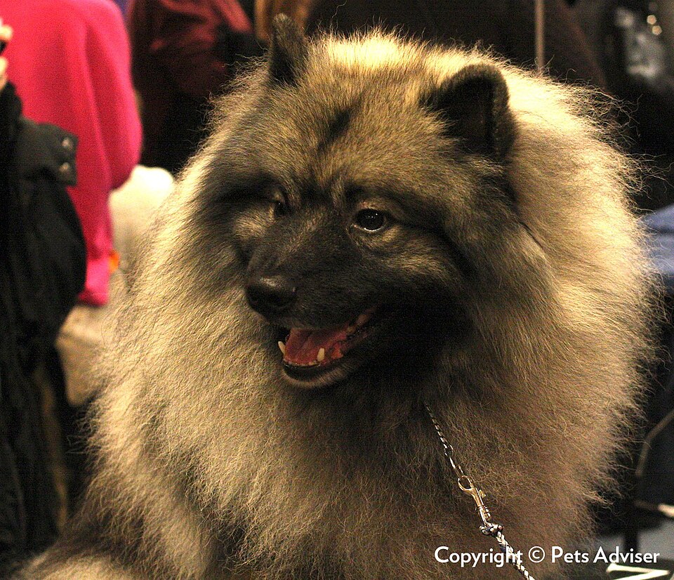Spitz-loup — photo de la race de chien originaire de Pays-Bas (1)