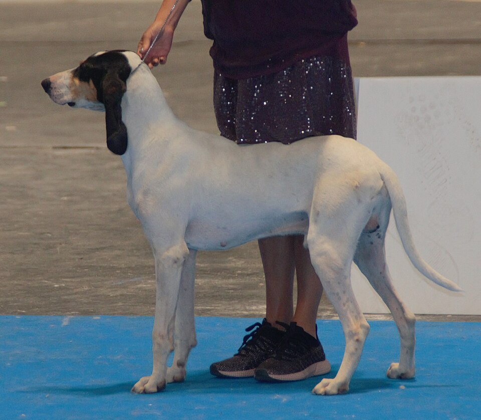 Ariégeois — photo de la race de chien originaire de France (1)