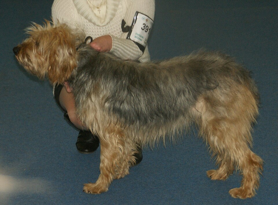 Chien courant de Bosnie à poil dur — photo de la race de chien originaire de Bosnie-Herzégovine (3)