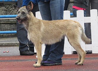 Bouvier des Ardennes