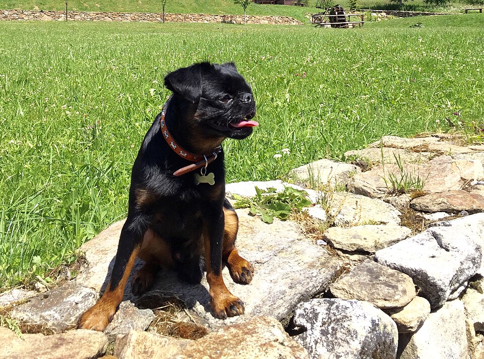 Petit brabançon — photo de la race de chien originaire de Belgique (6)