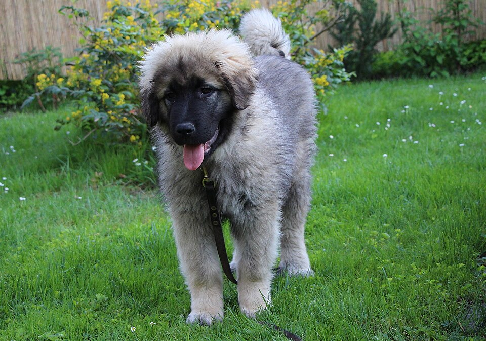 Berger yougoslave — photo de la race de chien originaire de Macédoine du Nord (6)