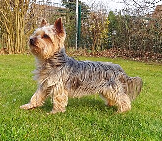 Yorkshire terrier