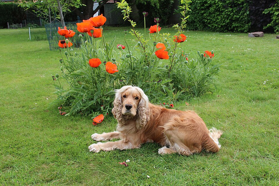 Cocker anglais — photo de la race de chien originaire de Angleterre (6)