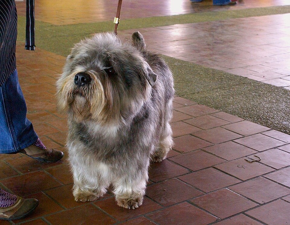 Norfolk Terrier — photo de la race de chien originaire de Royaume-Uni (3)