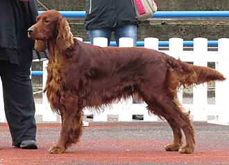 Setter irlandais