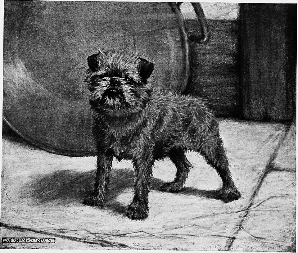 Griffon bruxellois — photo de la race de chien originaire de Belgique (3)
