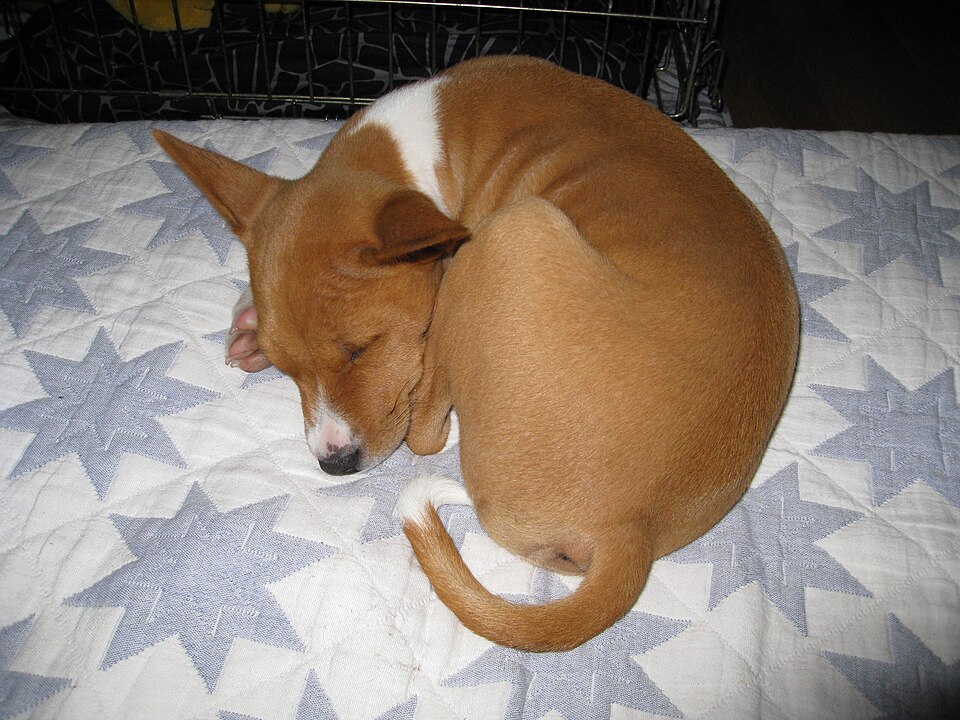 Basenji — photo de la race de chien originaire de République démocratique du Congo (1)