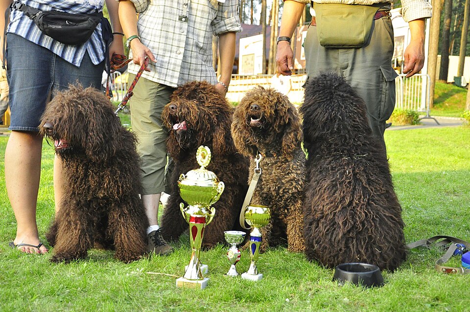 Barbet — photo de la race de chien originaire de France (1)