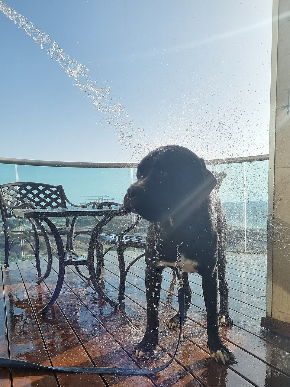 Cane corso — photo de la race de chien originaire de Italie (4)