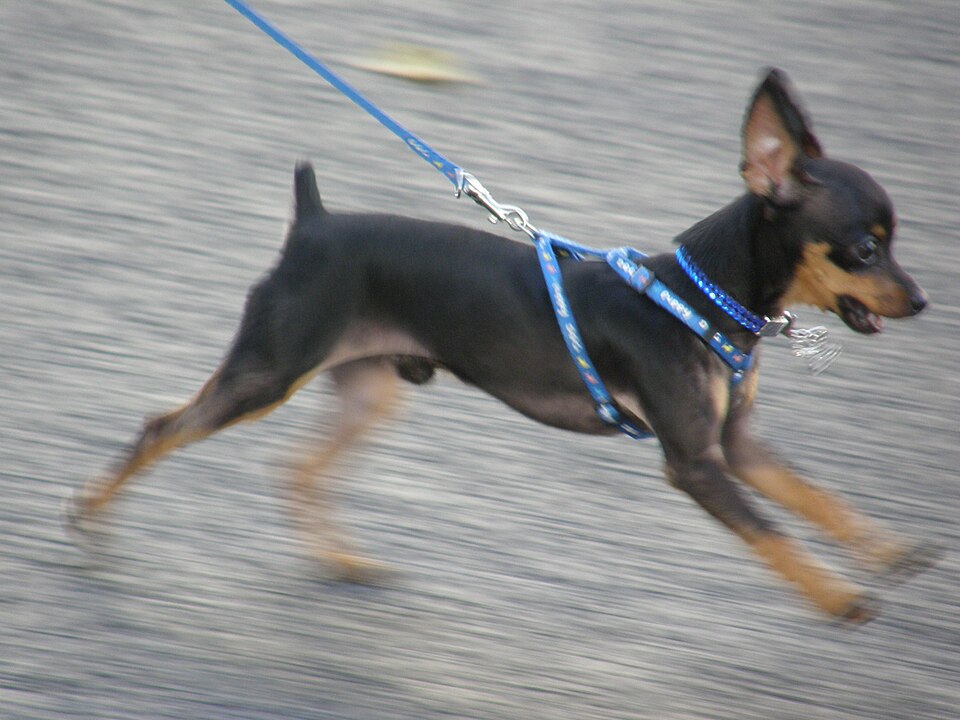 Russkiy Toy — photo de la race de chien originaire de Russie (1)