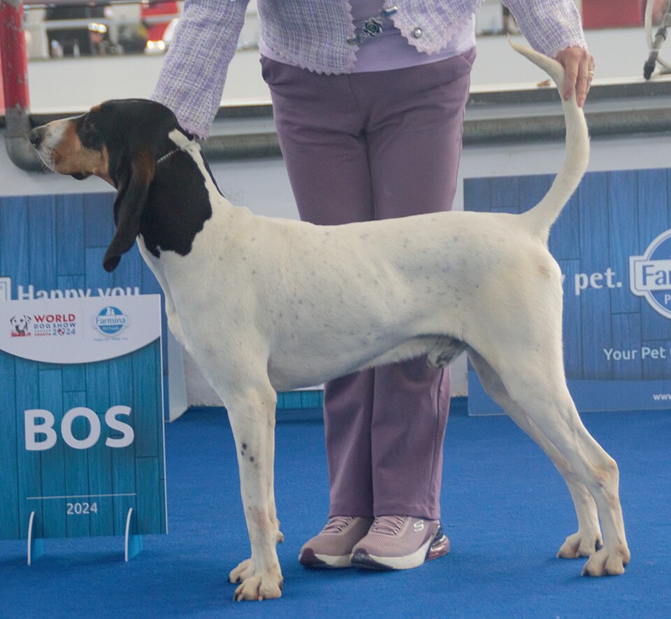 Ariégeois — photo de la race de chien originaire de France (5)