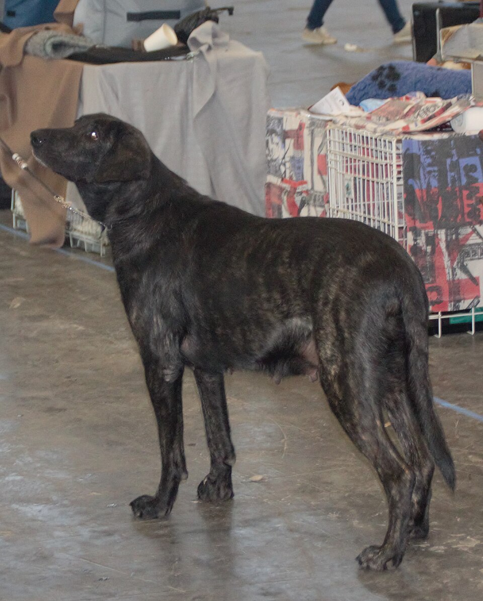 Chien de Castro Laboreiro — photo de la race de chien originaire de Portugal (5)