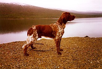 Petit Münsterländer