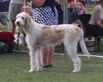 Grand Griffon vendéen