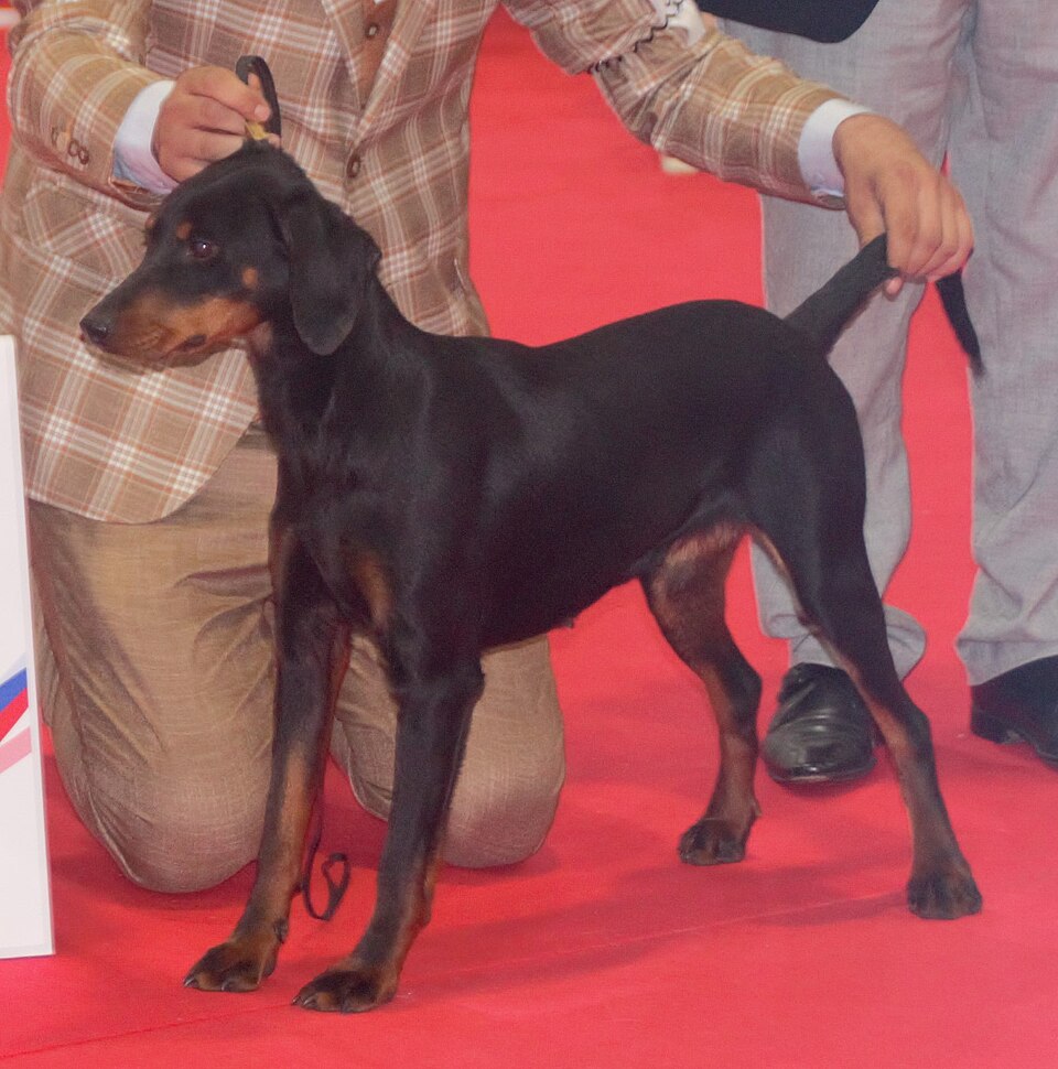 Chien courant yougoslave de montagne — photo de la race de chien originaire de Monténégro (4)