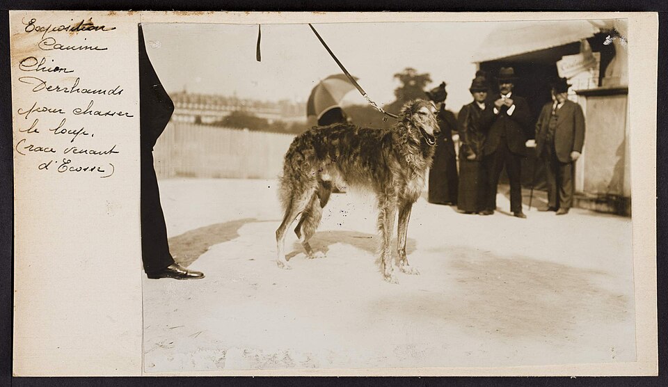 Lévrier écossais — photo de la race de chien originaire de Écosse (1)