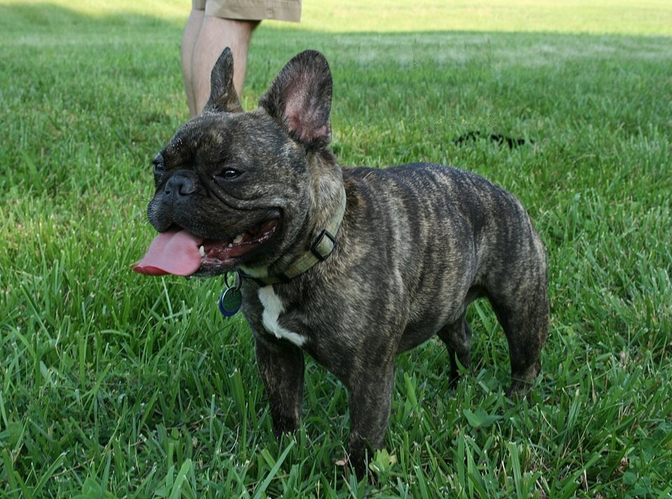 Bouledogue français — photo de la race de chien originaire de France (3)