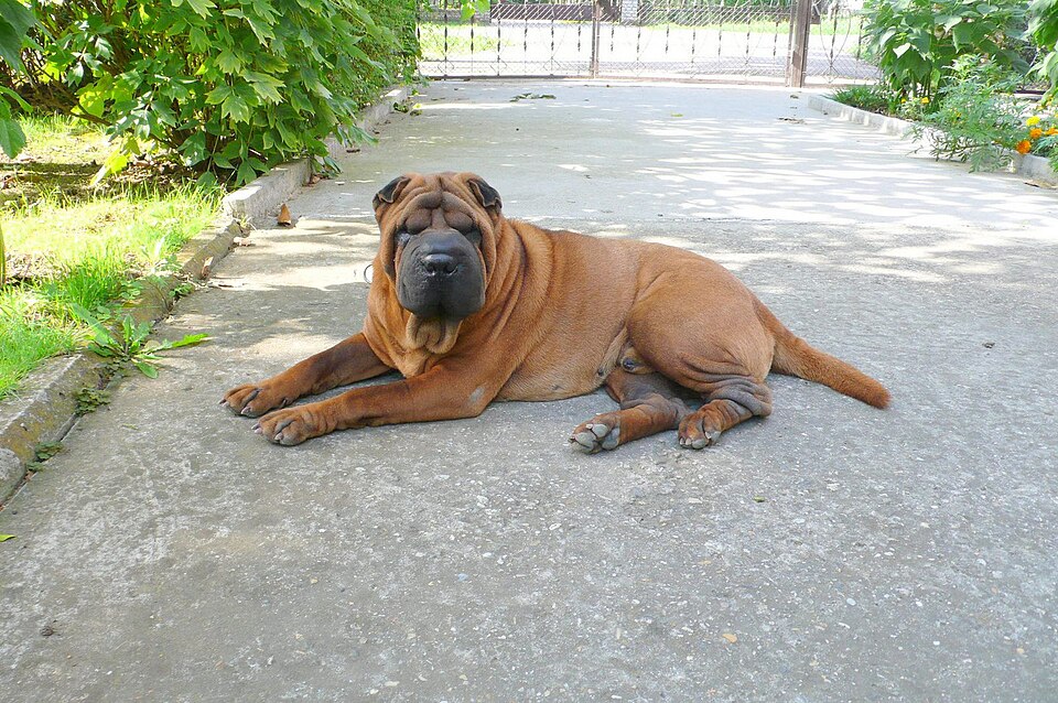 Shar Pei — photo de la race de chien originaire de République populaire de Chine (6)
