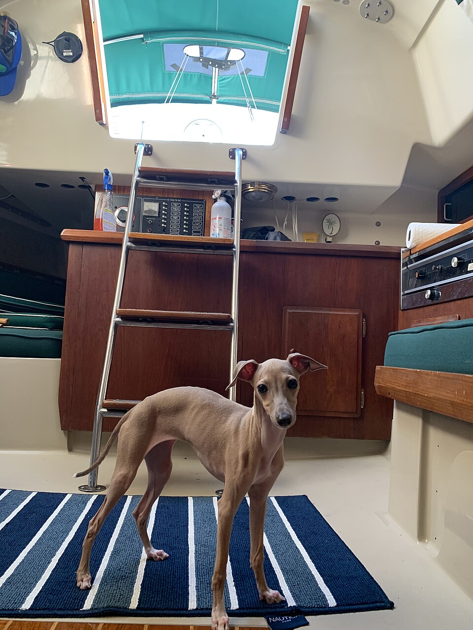 Petit Lévrier italien — photo de la race de chien originaire de Italie (6)