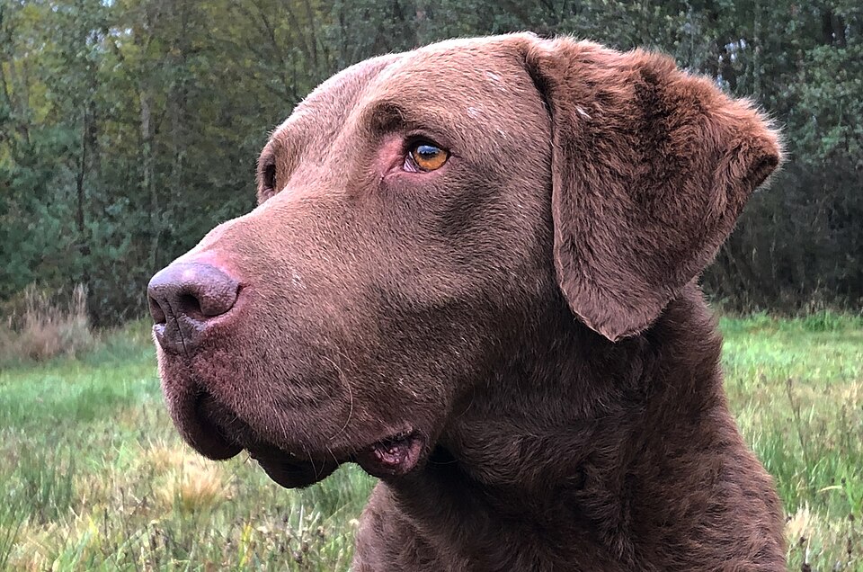 Chesapeake Bay Retriever — photo de la race de chien originaire de États-Unis (6)
