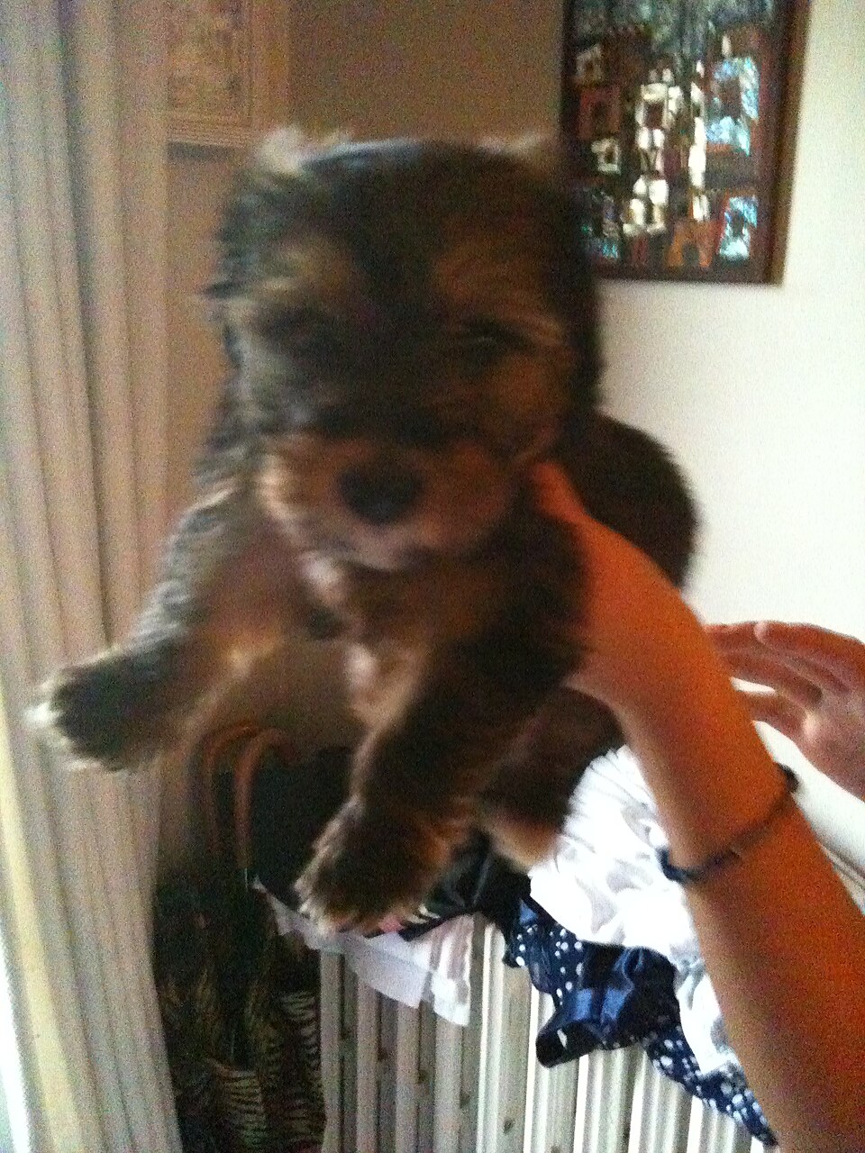 Morkie — photo de la race de chien originaire de États-Unis (4)