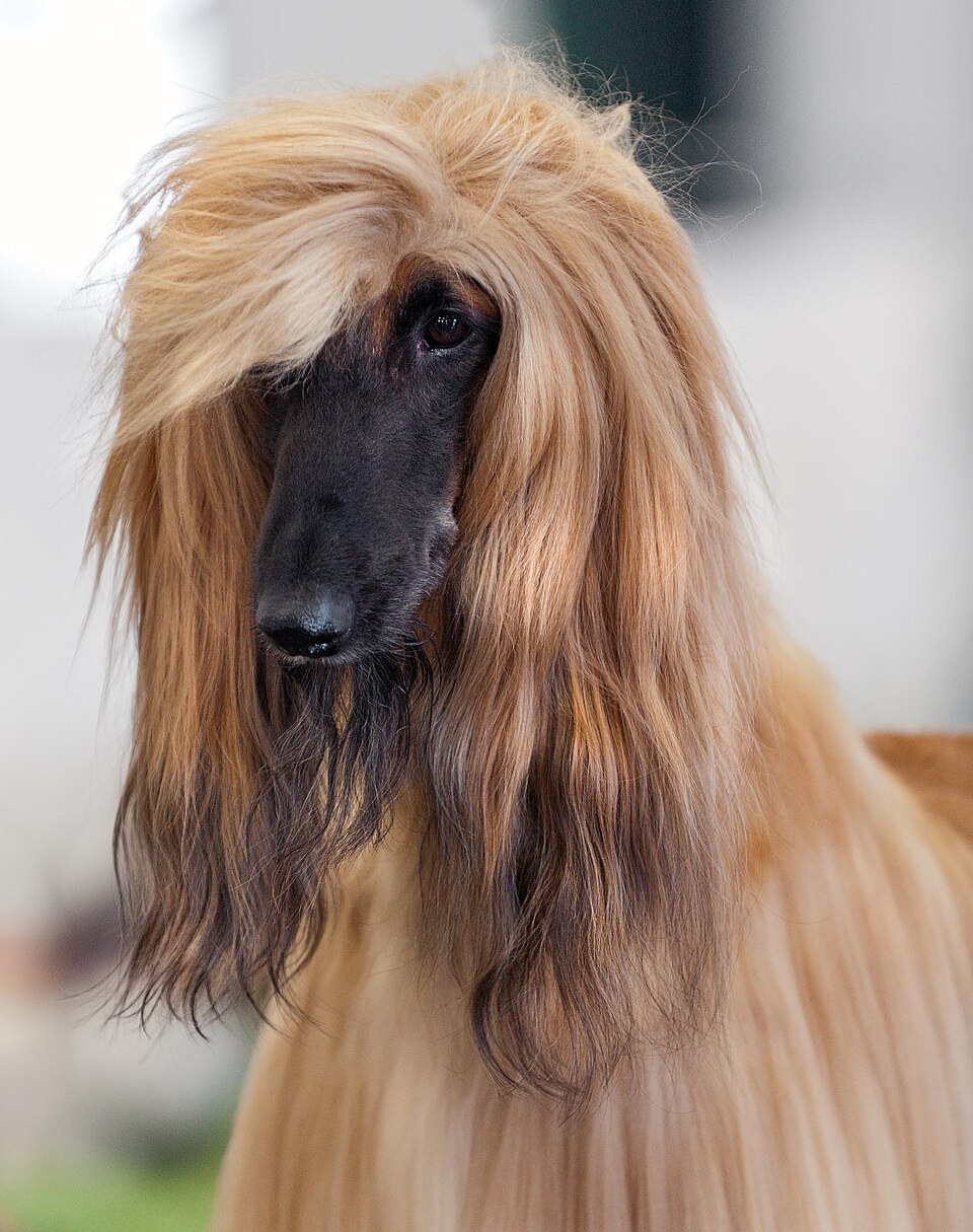 Lévrier afghan — photo de la race de chien originaire de Afghanistan (1)