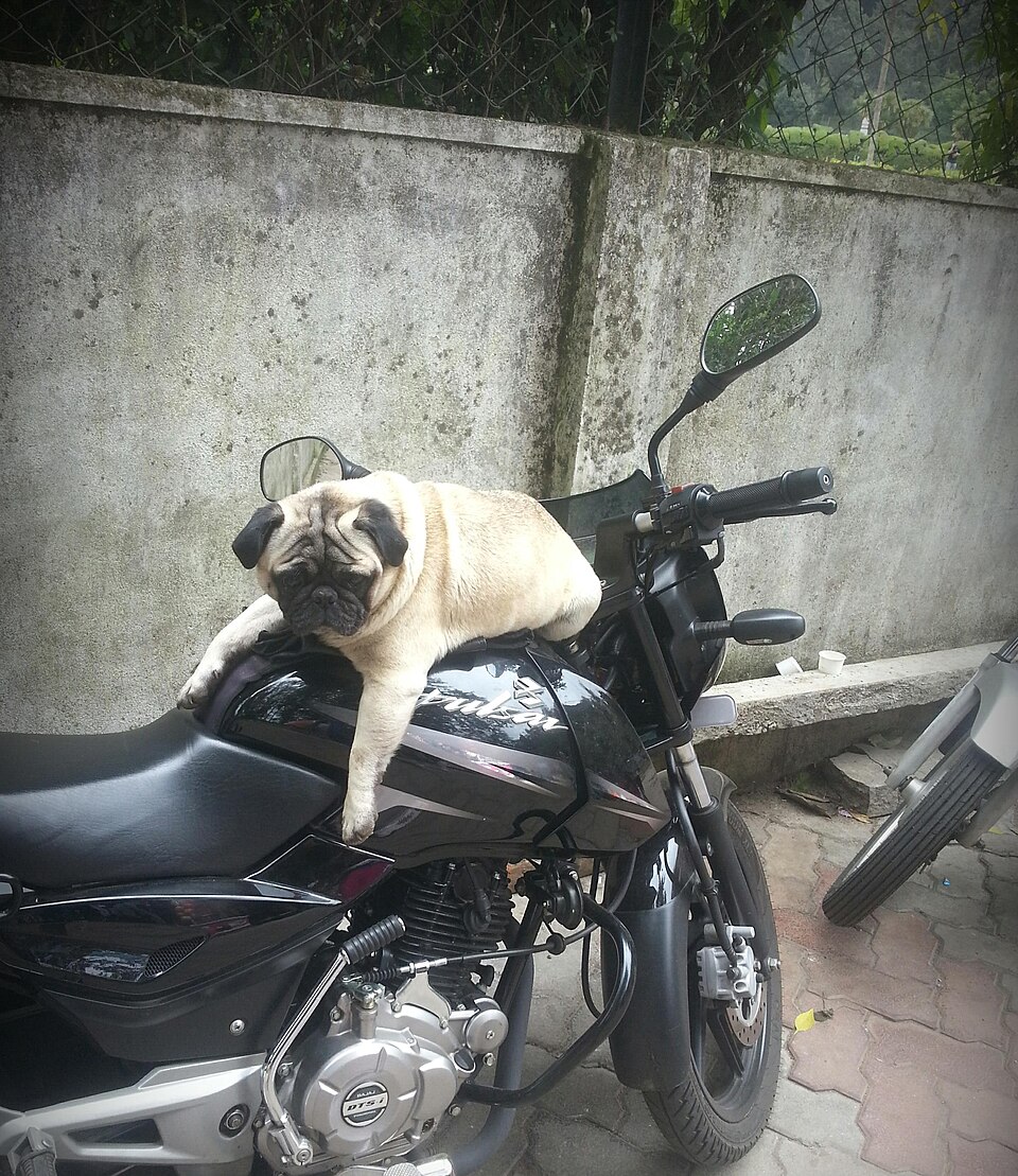 Carlin ou Pug — photo de la race de chien originaire de Chine (6)