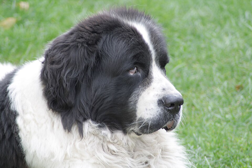 Landseer — photo de la race de chien originaire de Royaume-Uni (6)