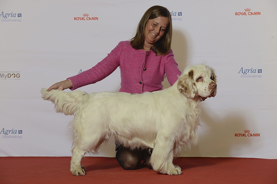 Clumber Spaniel — photo de la race de chien originaire de Angleterre (4)