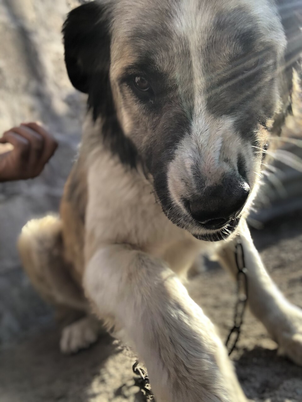 Berger du Caucase — photo de la race de chien originaire de Géorgie (4)