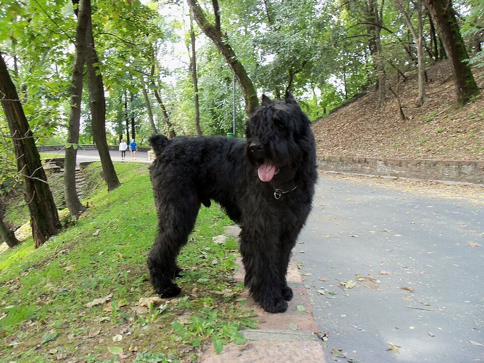 Bouvier des Flandres — photo de la race de chien originaire de Belgique (3)