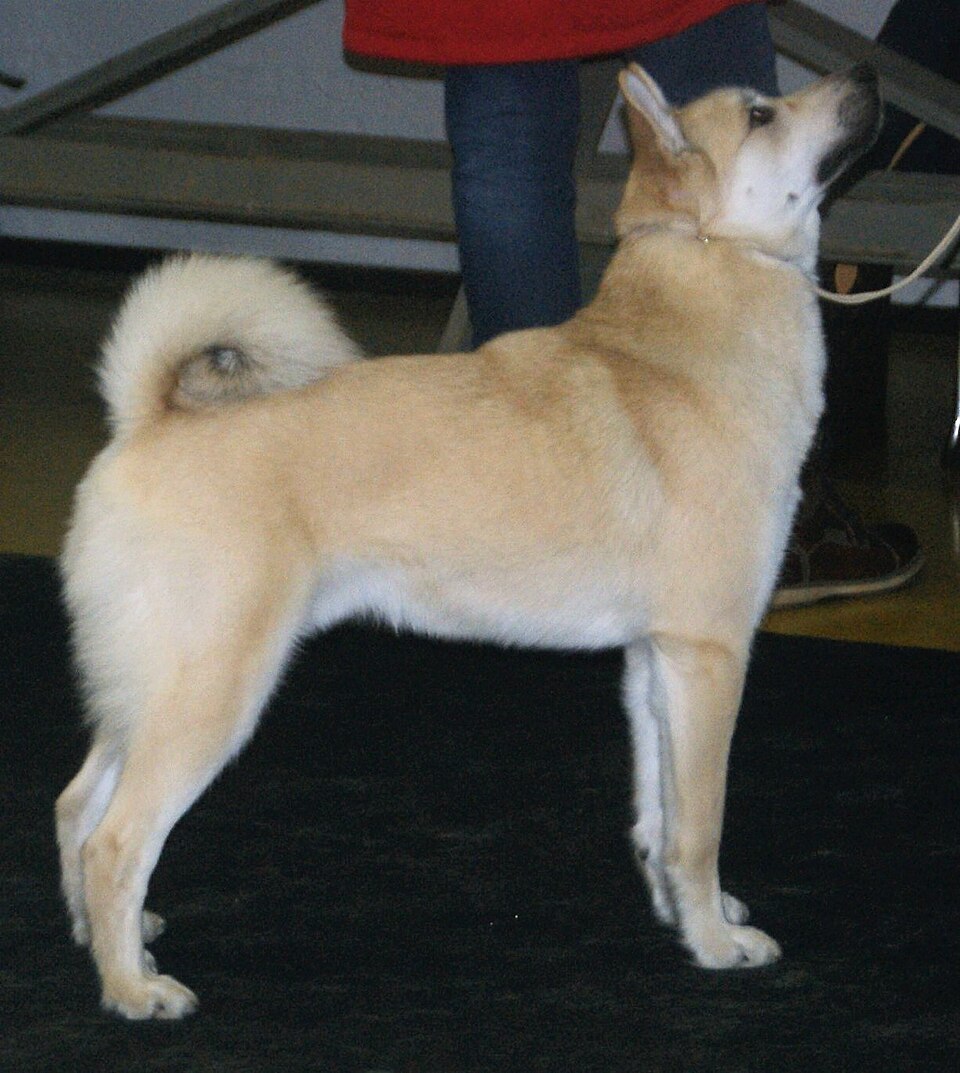 Buhund norvégien — photo de la race de chien originaire de Norvège (6)