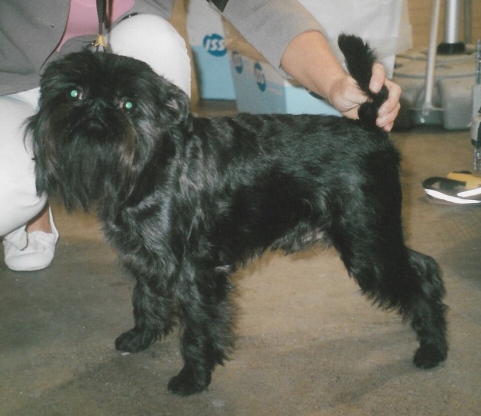 Griffon belge — photo de la race de chien originaire de Belgique (2)