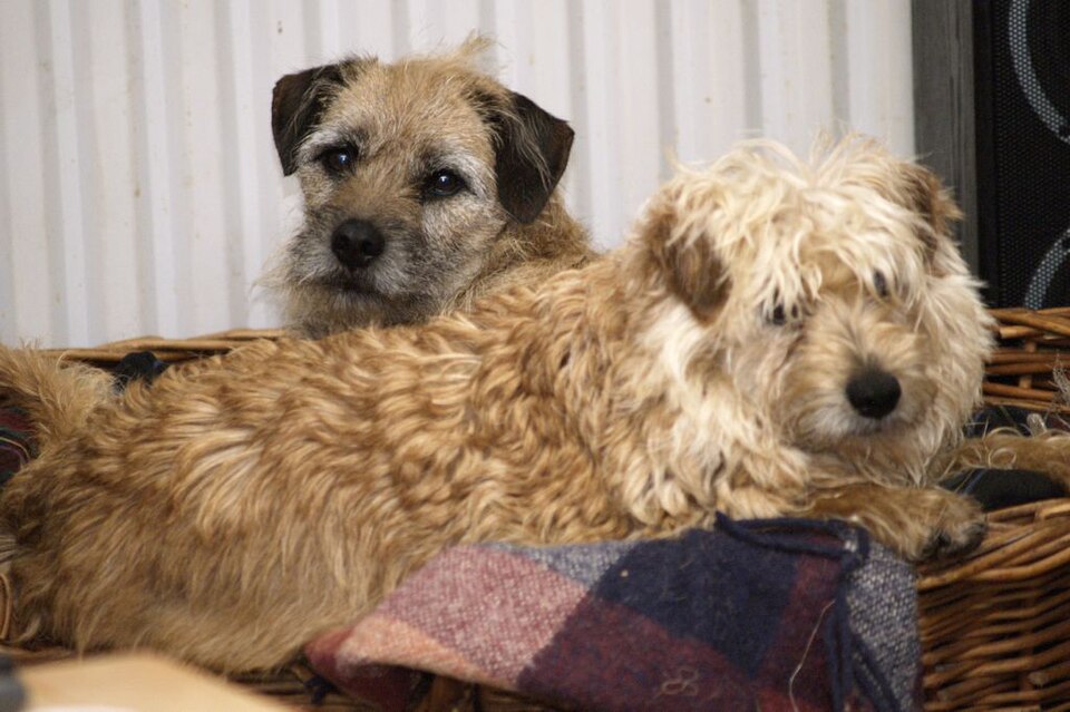 Smous des Pays-Bas — photo de la race de chien originaire de Pays-Bas (1)