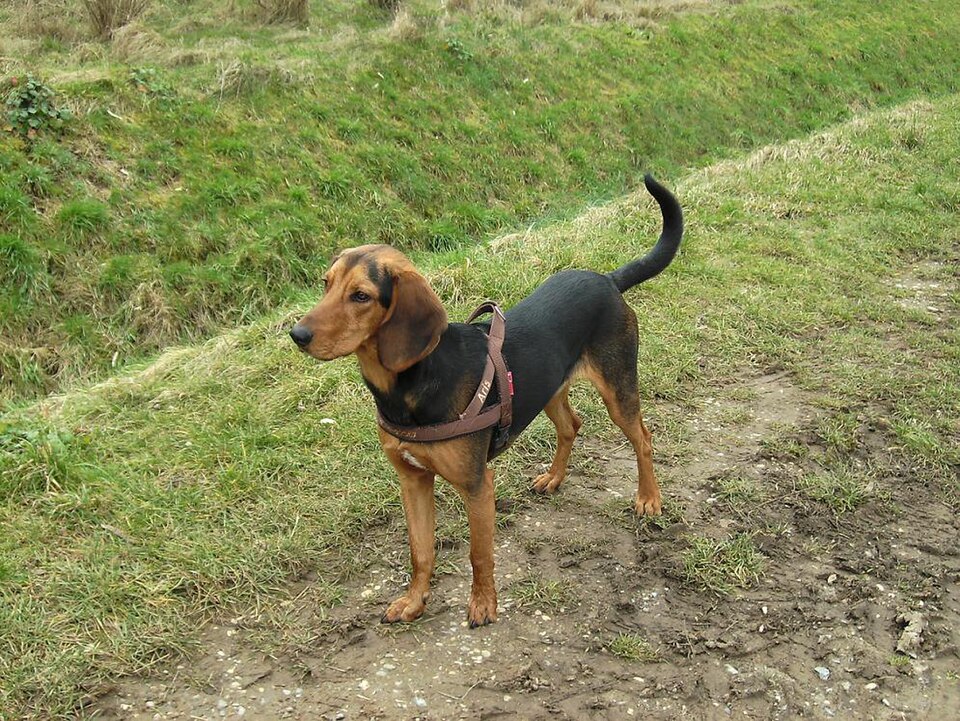 Chien courant grec — photo de la race de chien originaire de Grèce (4)