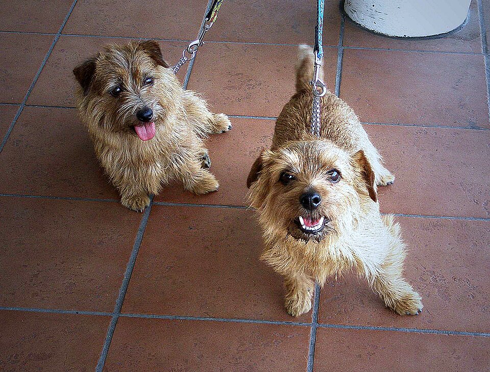 Norfolk Terrier — photo de la race de chien originaire de Royaume-Uni (2)