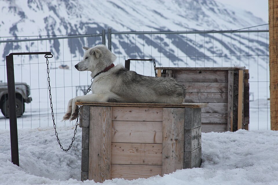Chien du Groenland — photo de la race de chien originaire de Groenland (3)