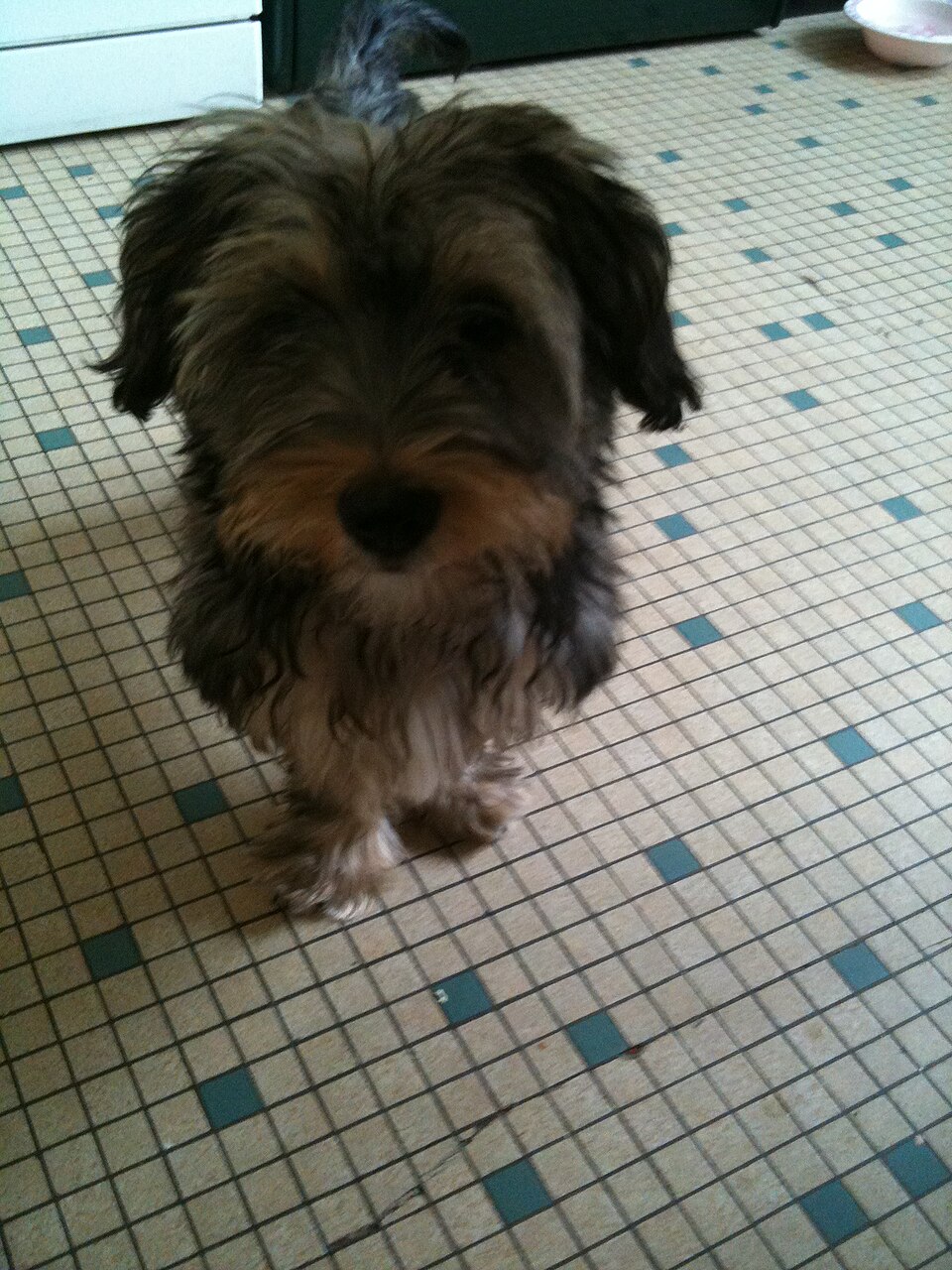 Morkie — photo de la race de chien originaire de États-Unis (5)
