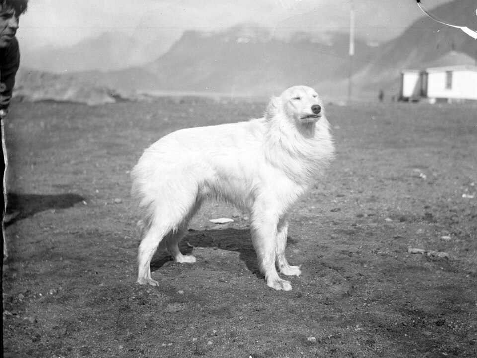 Barzoï — photo de la race de chien originaire de Russie (1)