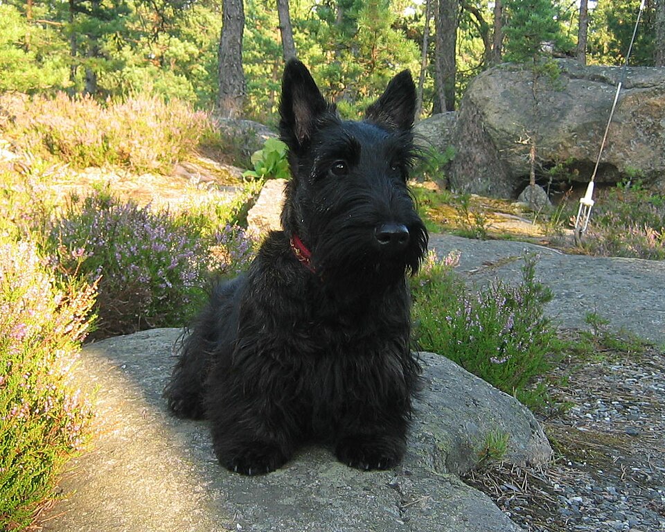 Scottish Terrier — photo de la race de chien originaire de Écosse (1)