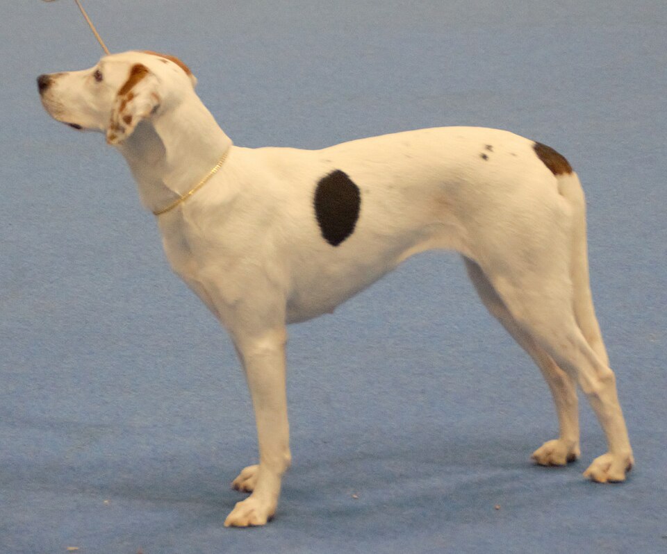Foxhound américain — photo de la race de chien originaire de États-Unis (6)